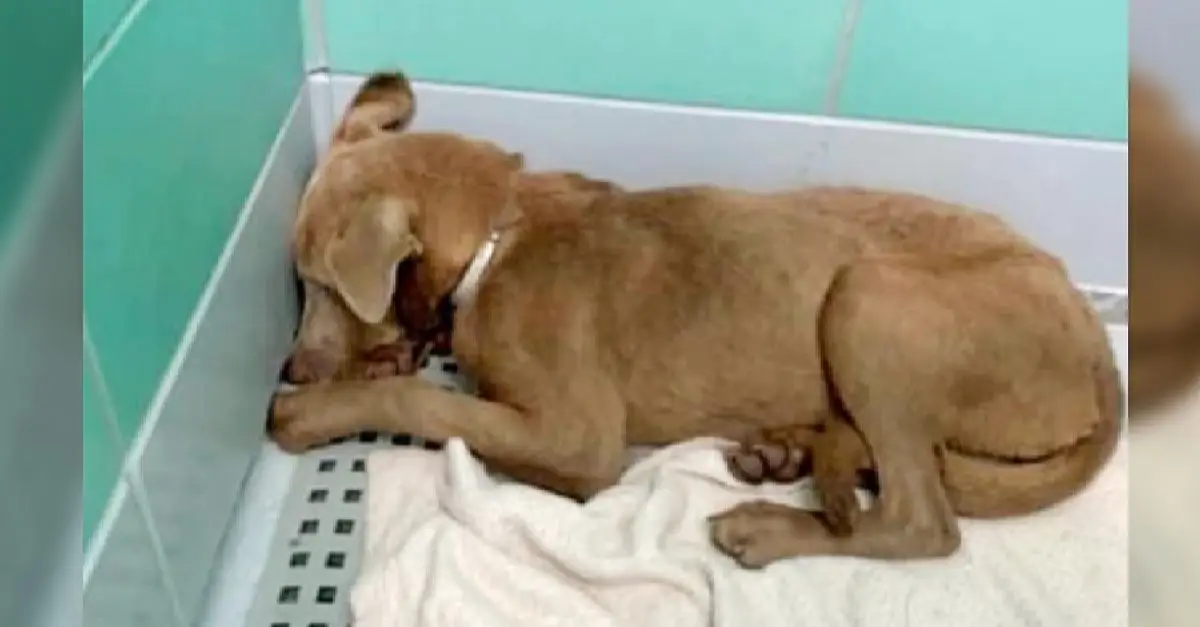 Heartbreaking: When the adopter returned him, the dog was scared and completely silent