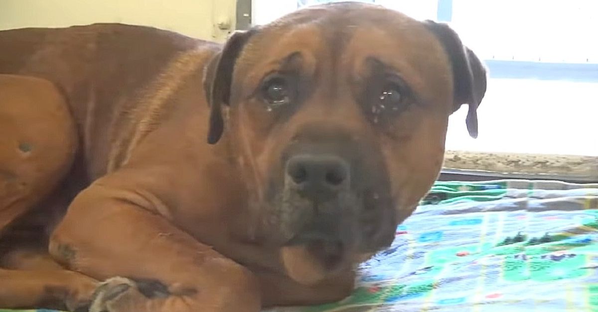 Heartbroken dog cries nonstop after being abandoned and separated from his brother