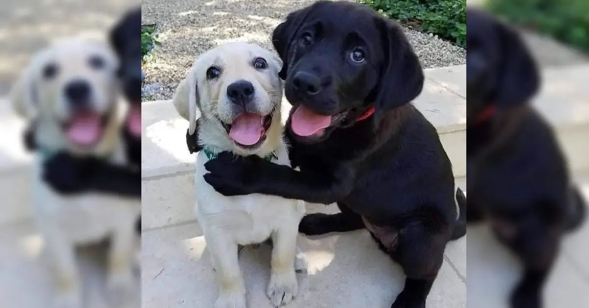 Heartfelt moment Dog siblings beg to stay together, touching millions of hearts