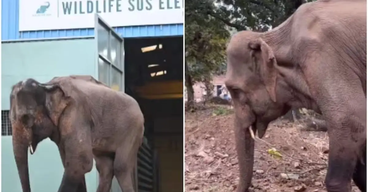 Heartwarming Rescue of Elephant After 24 Years in Concrete Cage