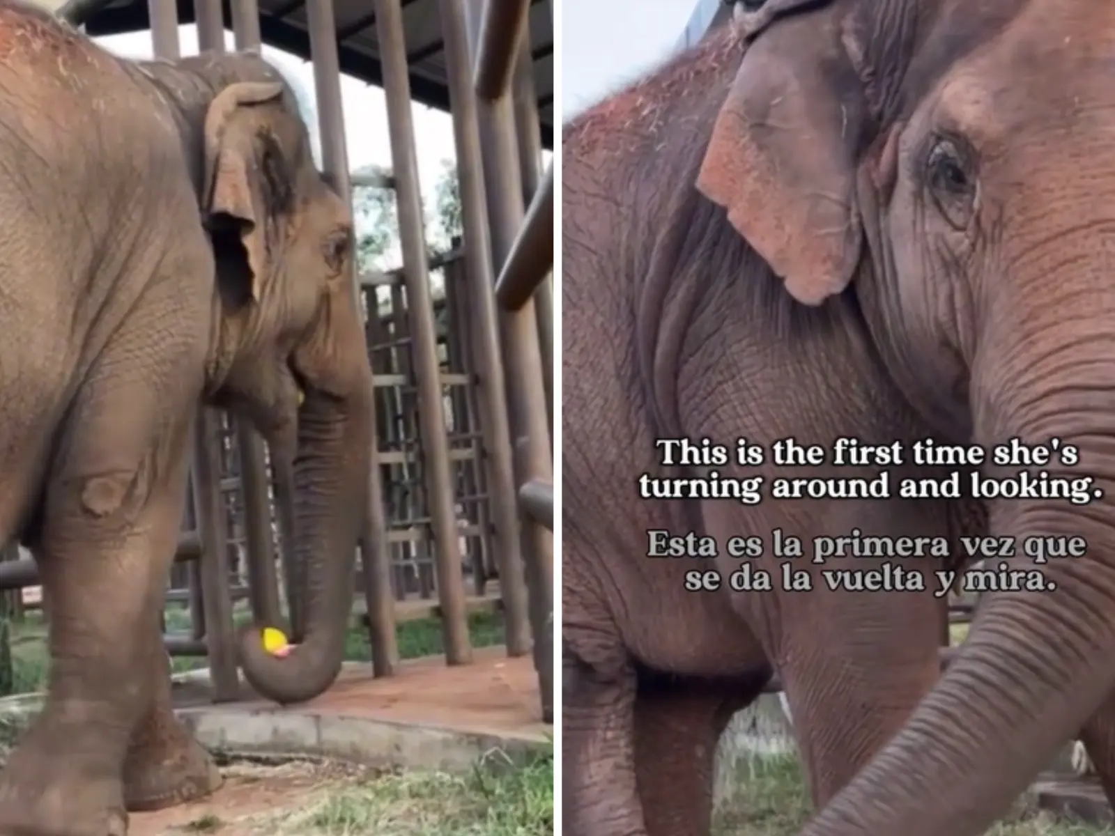 A viral sensation: Raising awareness for elephants in captivity