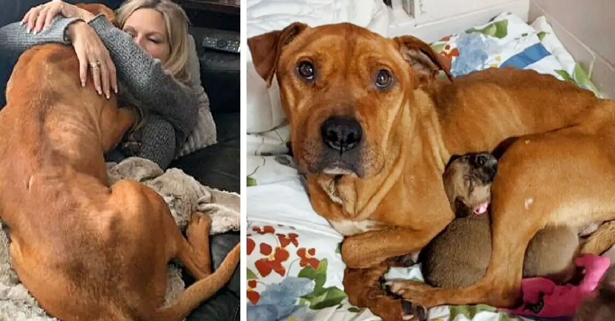 Hero Mother The dog endured starvation and freezing for months to feed her five puppies