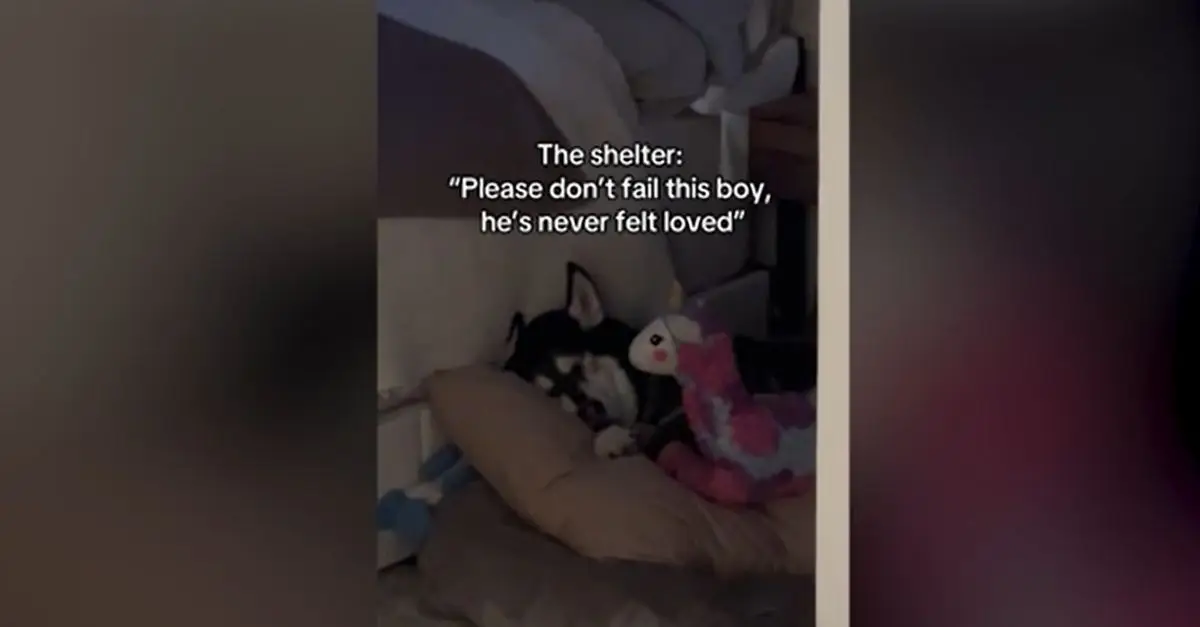 How a Once Unloved Rescue Dog Now Sleeps Secure in Forever Home