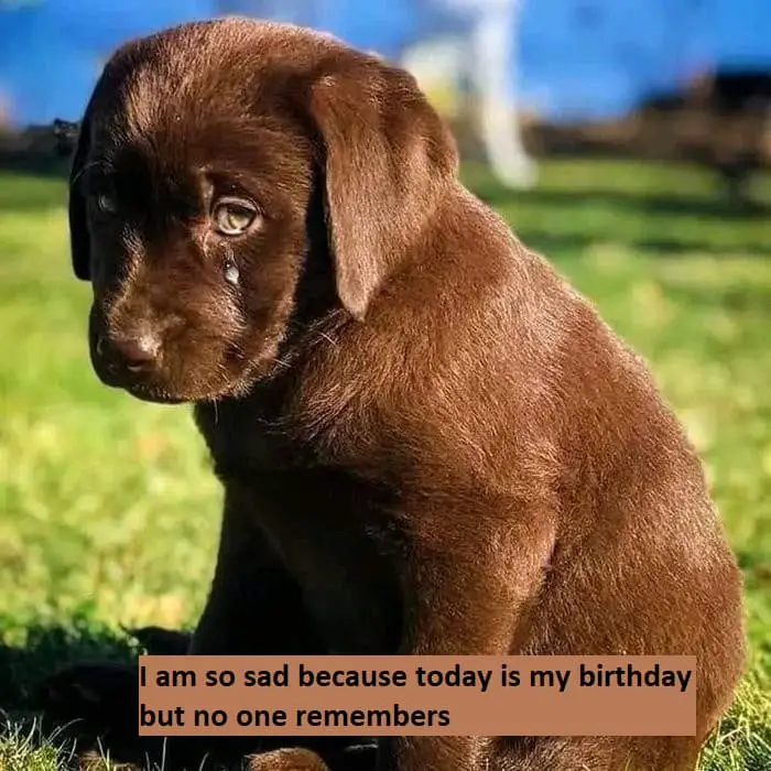 I am so sad because today is my birthday but no one remembers