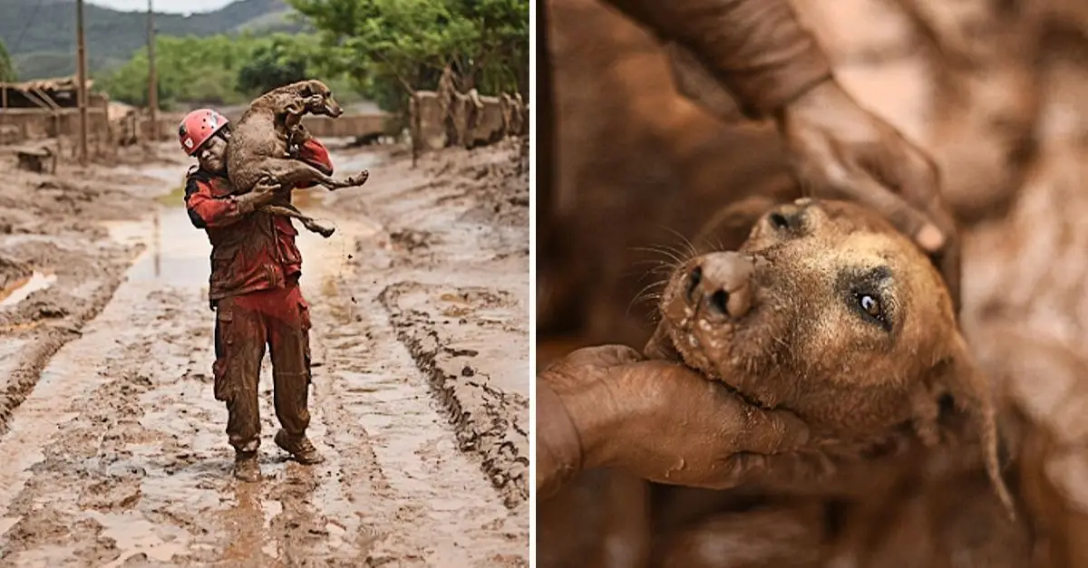 In a thrilling story, a dog is stuck in quicksand, leading to a brave rescue mission