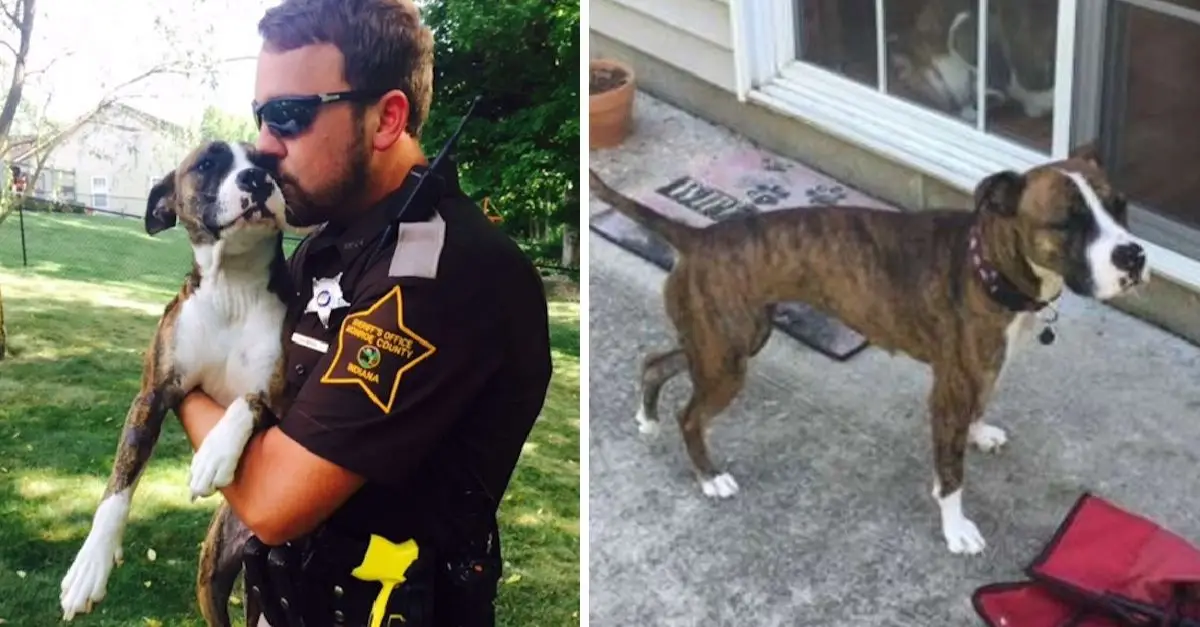 It’s so warm that a police officer rescues a neglected dog found in a garden