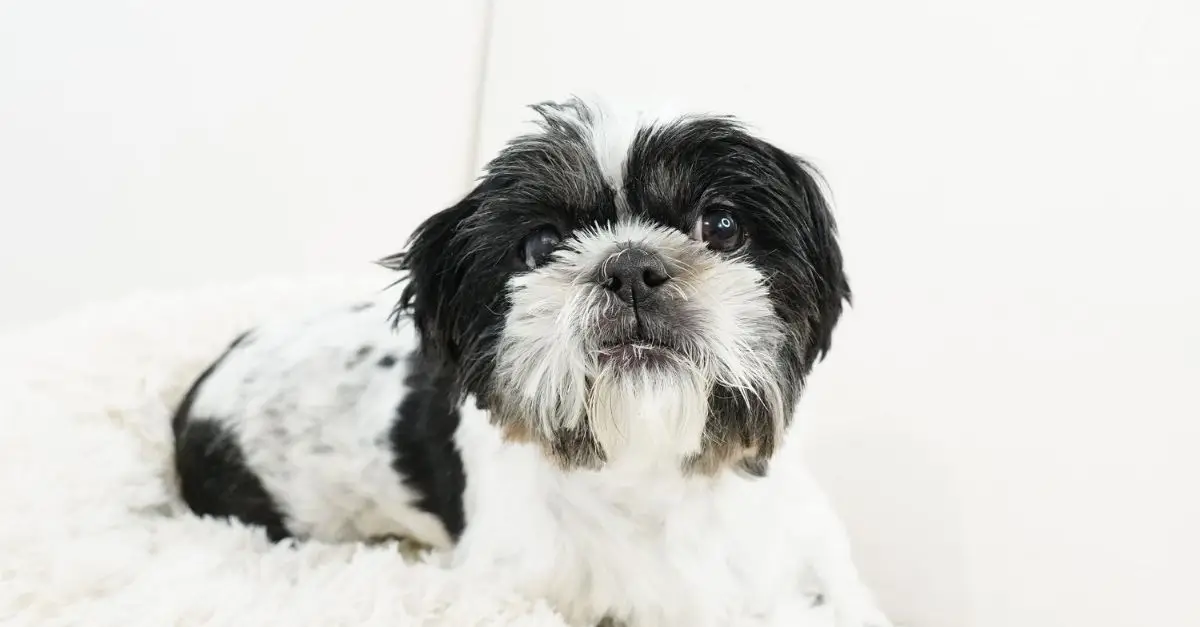 Joyous ‘Zoomies’: Foster Dog’s First Taste of Freedom