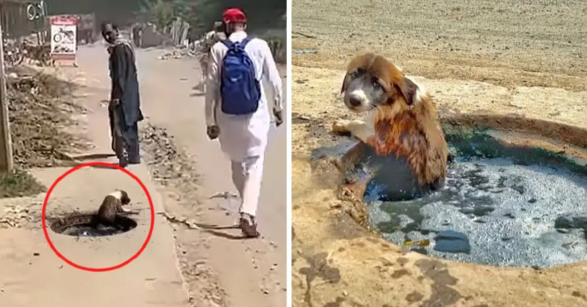 Lonely puppy trapped in the gutter cries for aid, ignored by passersby