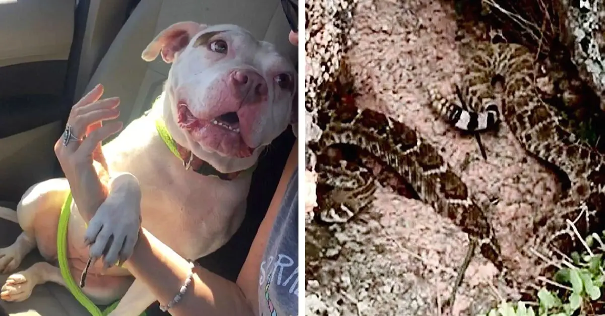 Loving heroism: Pit Bull saves foster mom from rattlesnake!