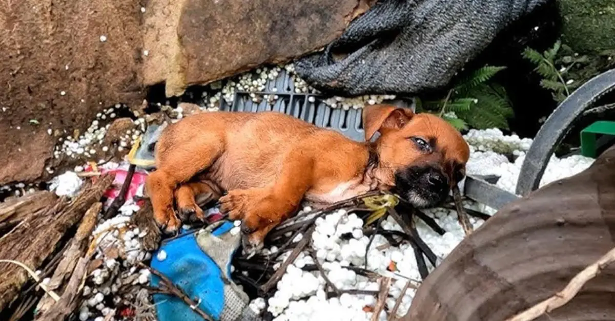 Luckily, my friend took care of the hungry puppy that had been left at the construction site