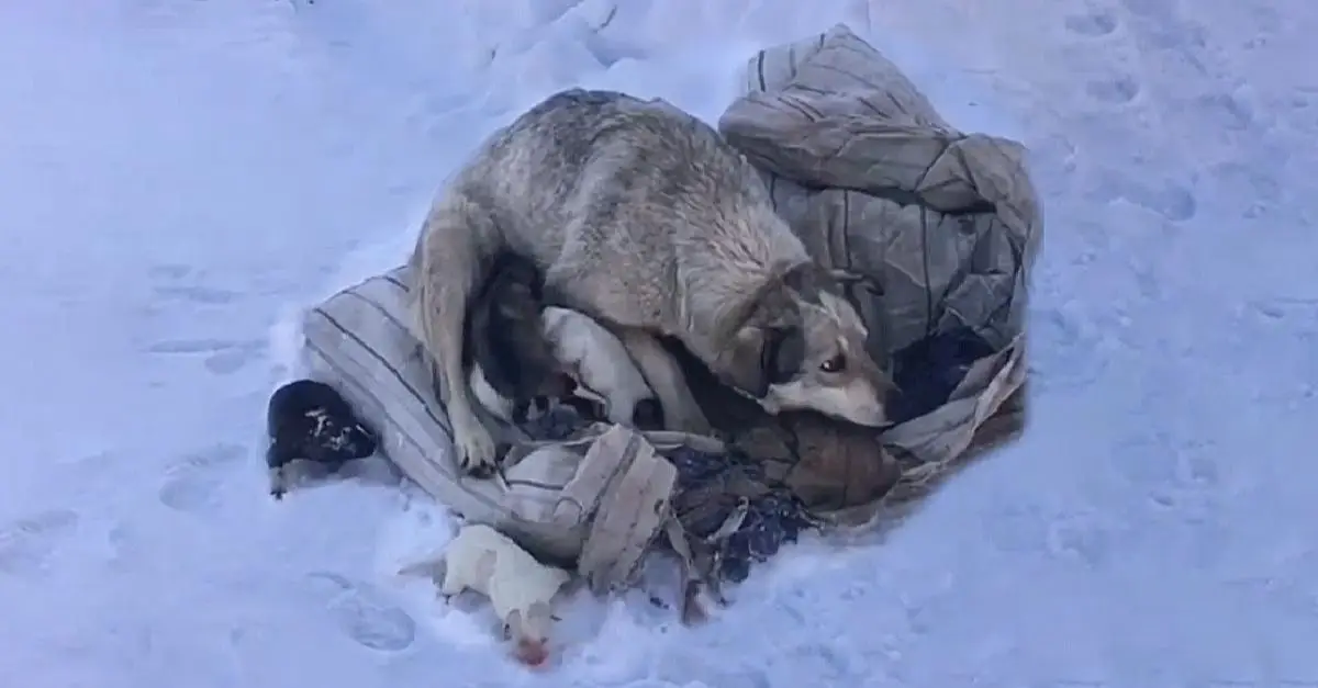 Mama Dog weeps and pleading for rescue after birthing 10 puppies in the freezing snow