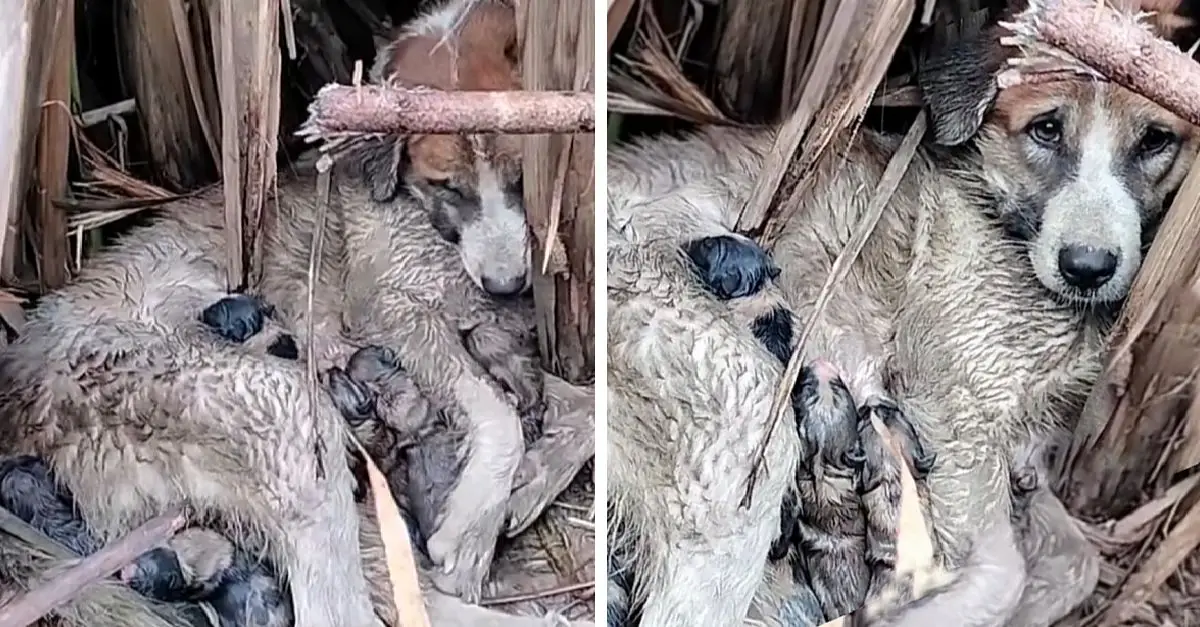 Mamma Dog struggles fiercely to save her pups alone, receiving no aid