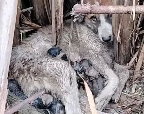 Abandoned and vulnerable: A mother's fierce love