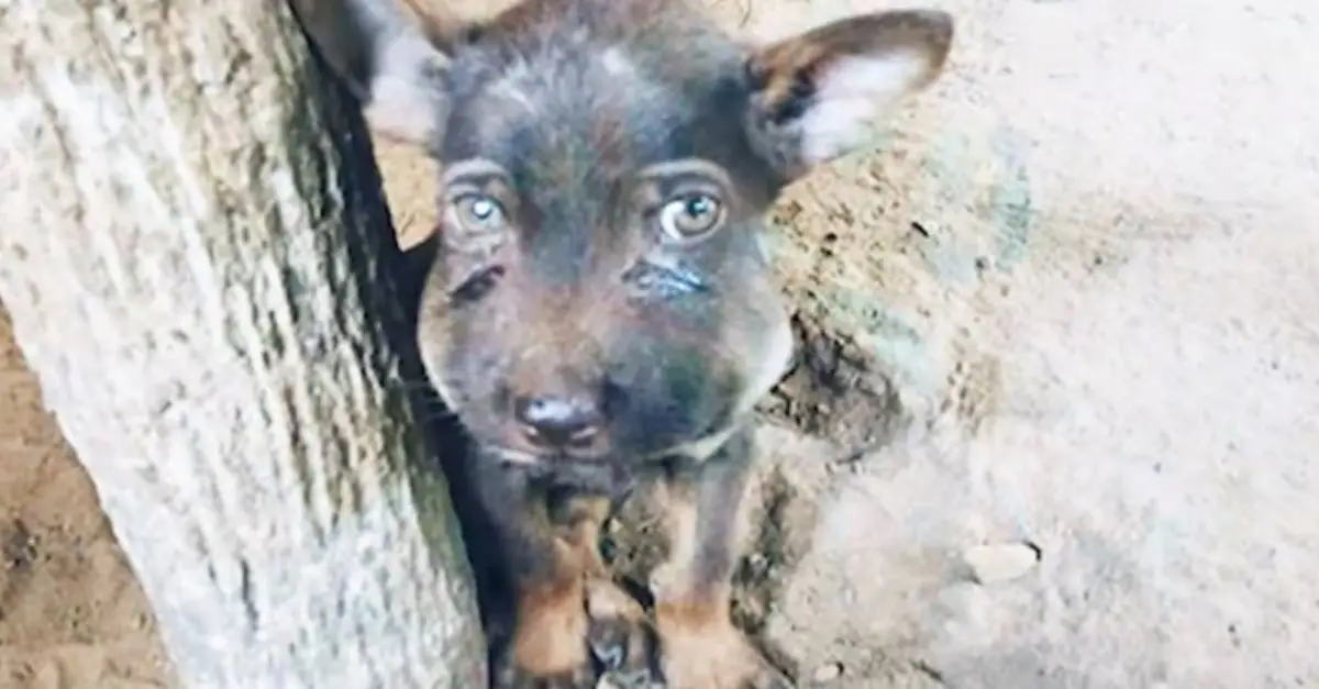 Man Discovers Puppy With Sore, Tear-Streaked Face