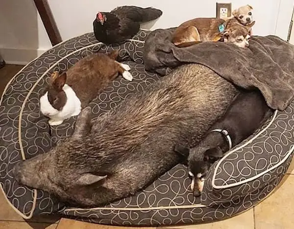 A sanctuary for senior dogs