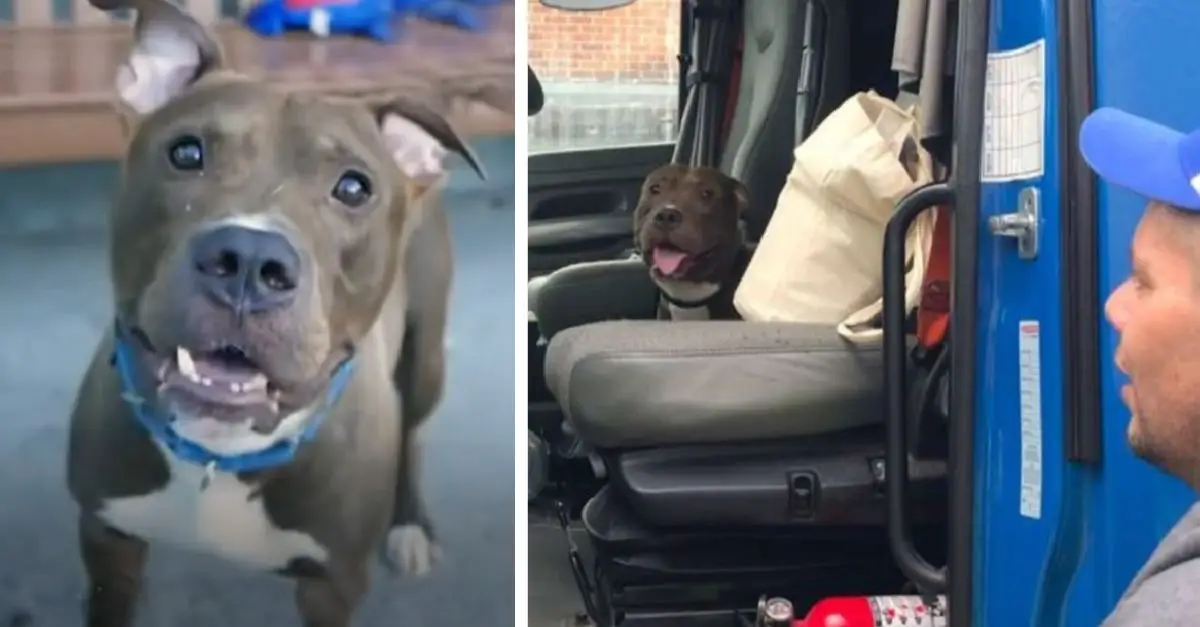 Man travels 2,800 miles to rescue Pit Bull from euthanasia