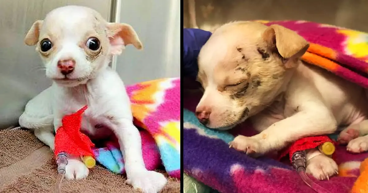 Miraculously, a tiny stray puppy fell from the sky and survived