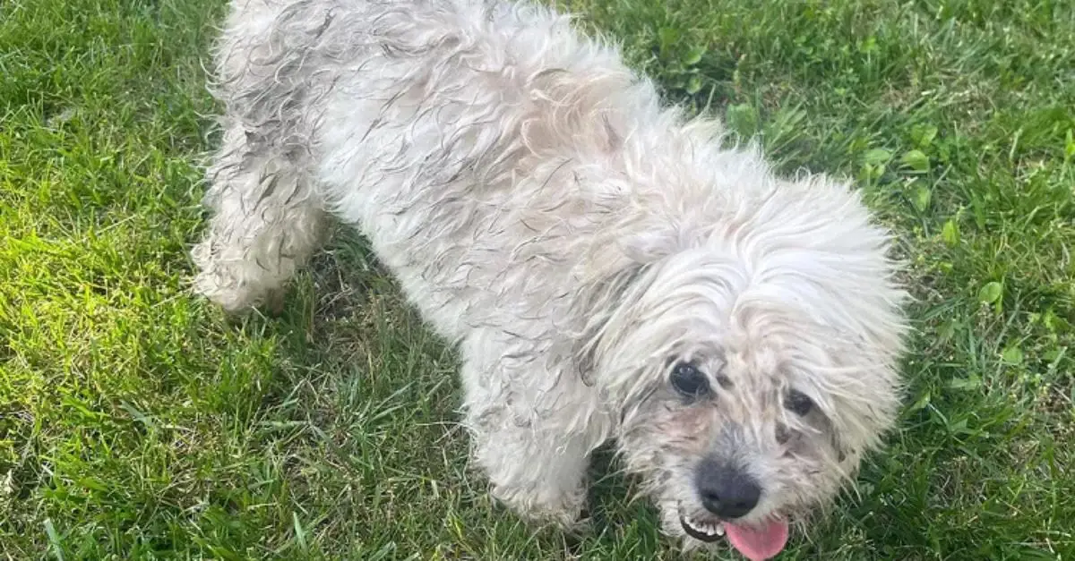 Missouri Officer Kills Deaf and Blind Dog After It Wanders Into Neighbor’s Yard