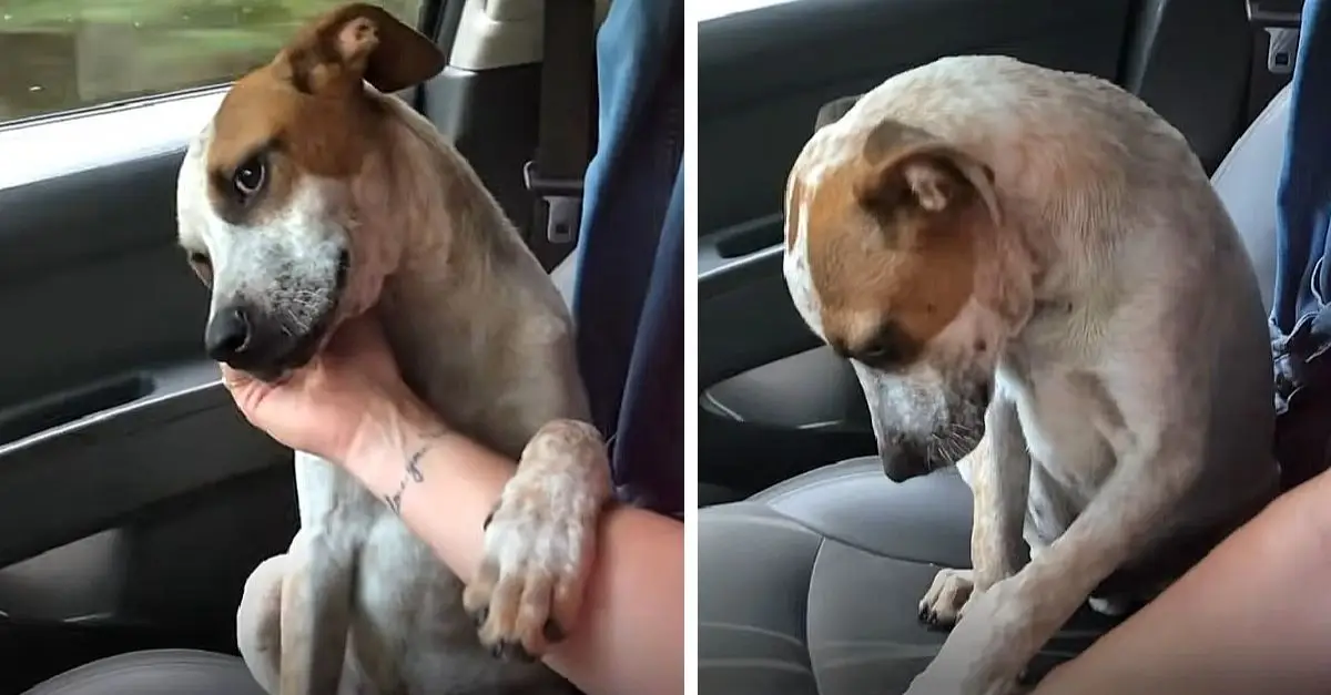 Mom tears up as newly adopted shelter dog shows gratitude on the way home