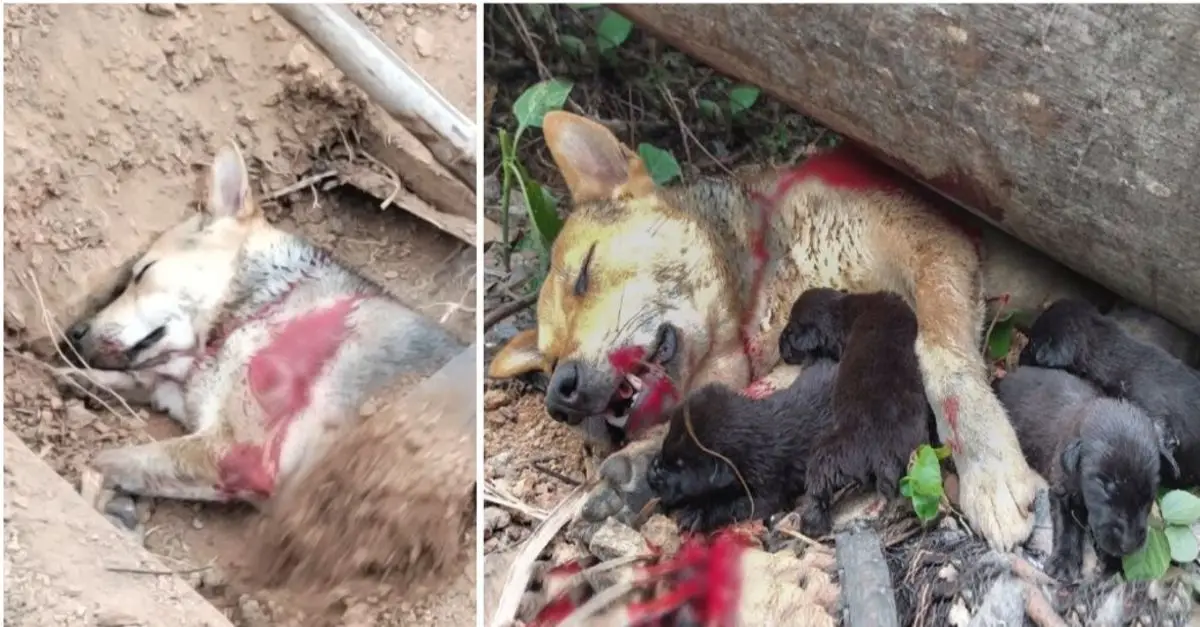 Mother dog heroically leaps to save her puppies from a falling tree