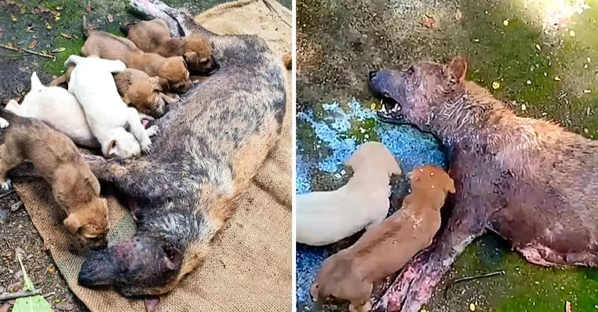 Mother dog was too weak to stand, lies desperate, crying for help for her puppies!