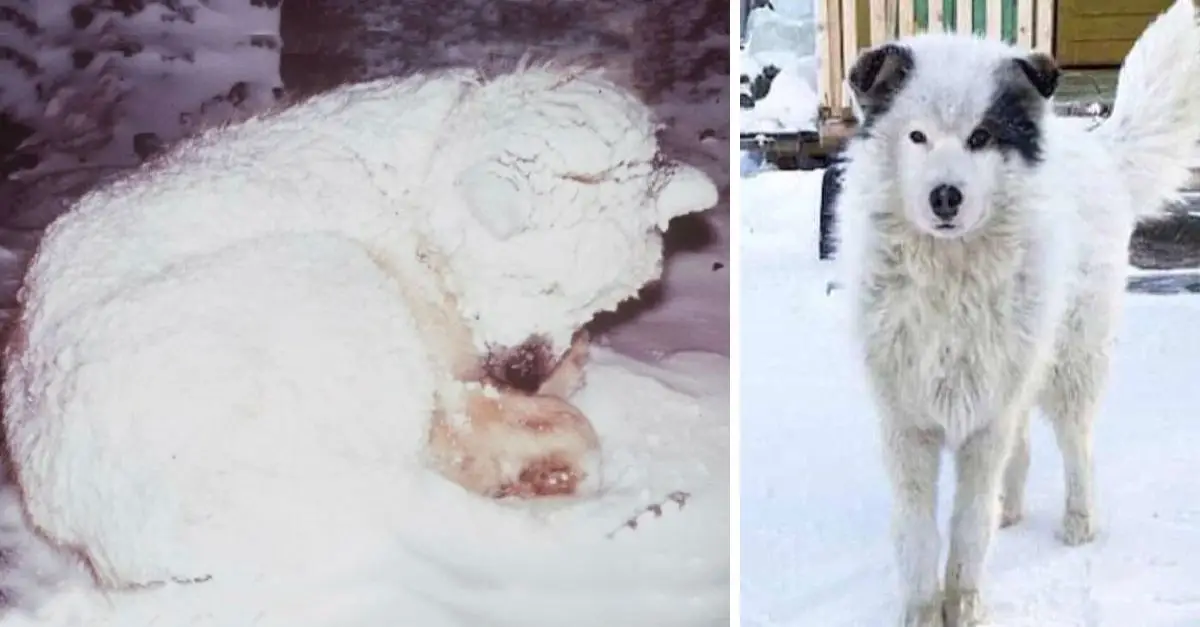 Neighbors rescue freezing dog in snow, discover him guarding a little boy