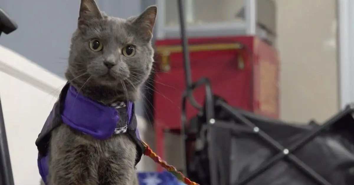 Ohio Cat-Owner Duo Shares Amputee Journey, Aids Others with Animal Therapy