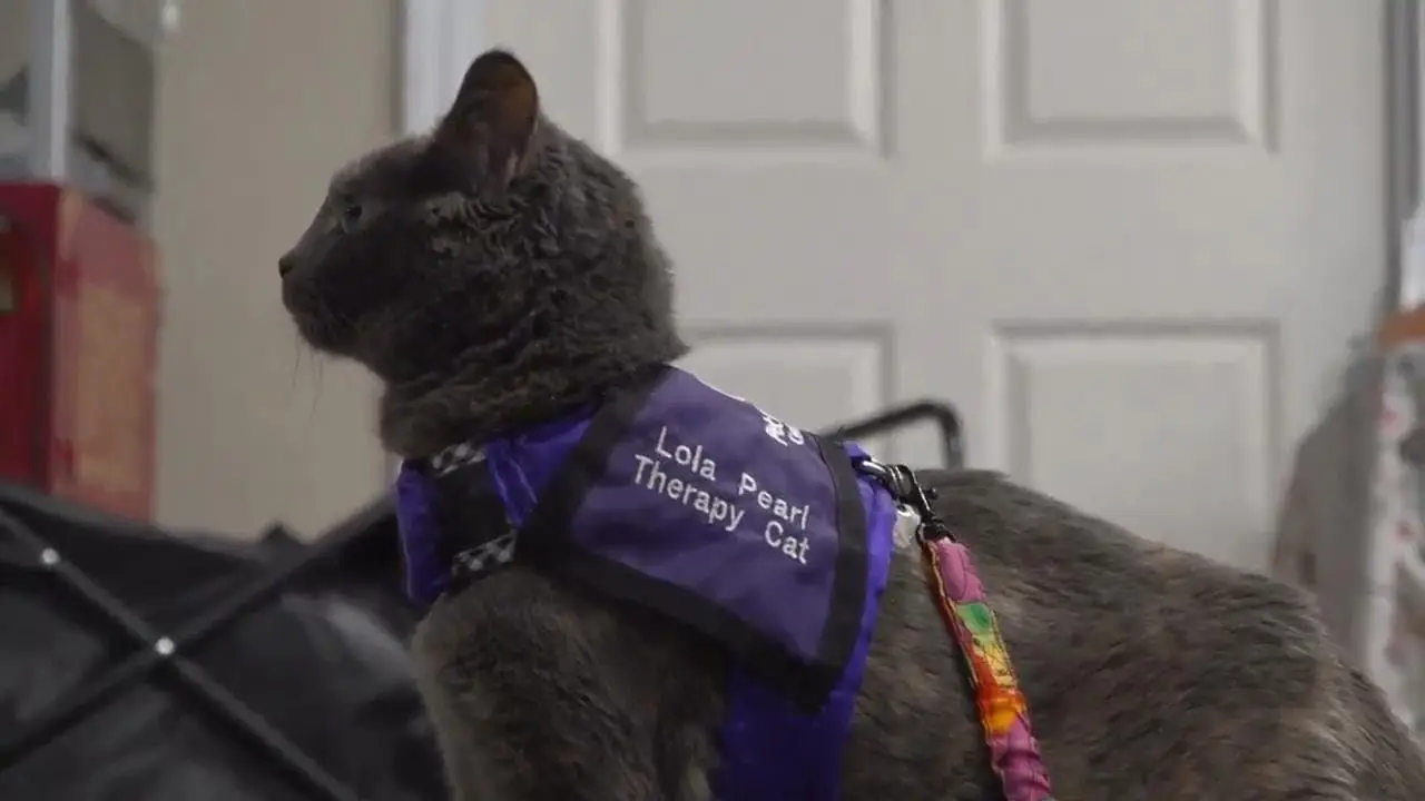 Beyond dog days: The rise of therapy cats