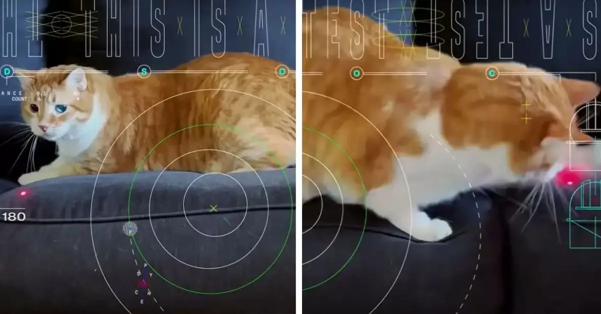 Orange Tabby Cat Taters Shines in First Laser Video from Deep Space