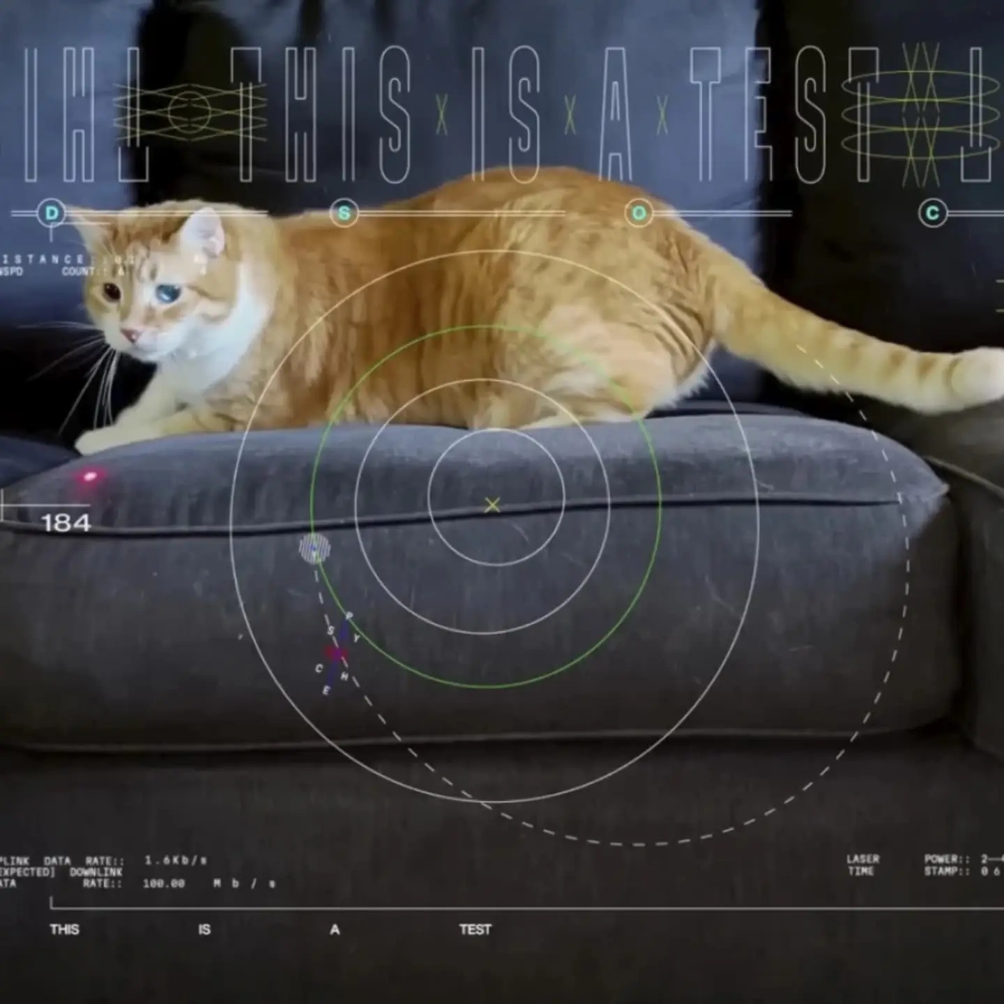 A feline star is born: From home to the cosmos