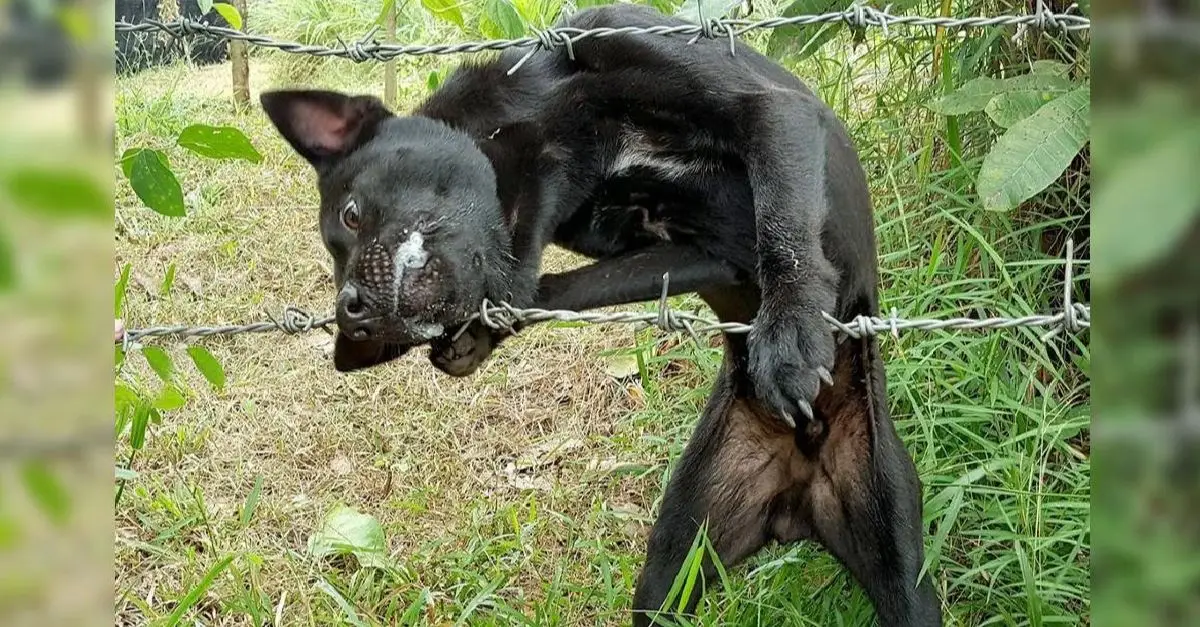 People are deeply confused and frightened about how to free the dog caught in barbed wire with his jaw trapped, unable to escape