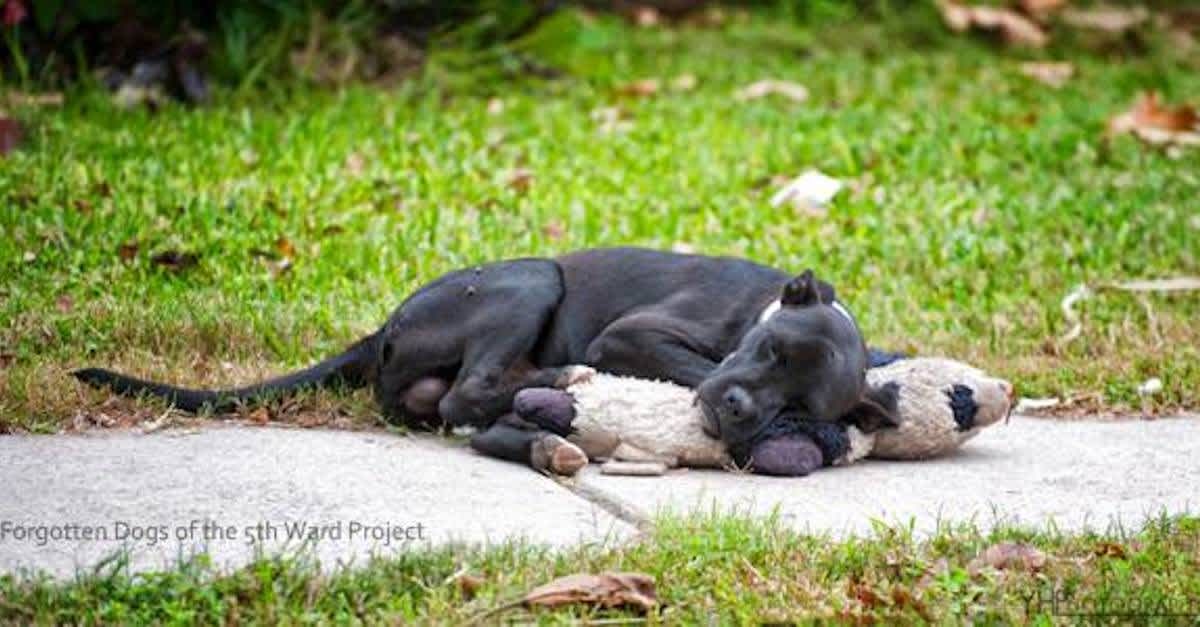 Photo of Homeless Dog Sleeping with Stuffed Animal Goes Viral