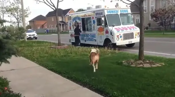 From jingle to joy: Luna's ice cream truck adventure