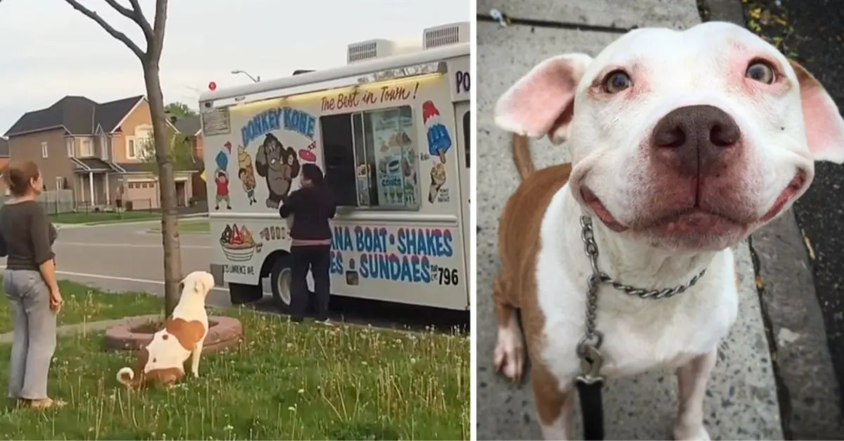 Picture of Pit Bull patiently queues for ice cream purchase go viral