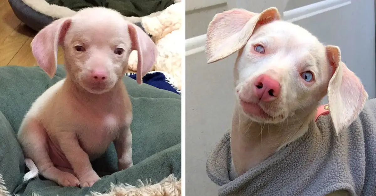 Piglet, the pink puppy, lacks sight and hearing, yet he continues to inspire children daily