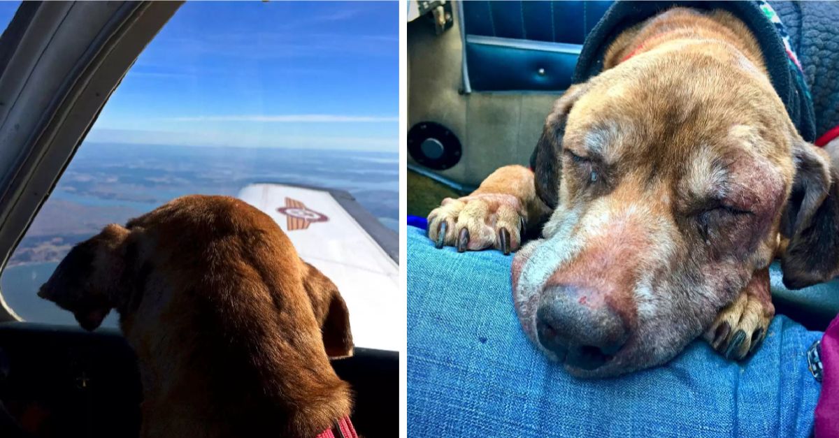 Pilot transports shelter dog 400 miles for final days with caring family