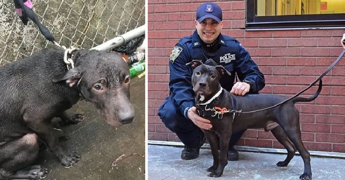 Police Officer Adopts Stray Dog Rescued During Rainstorm