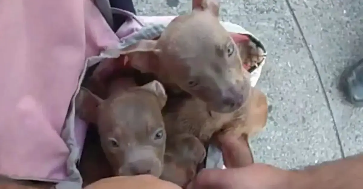 Police Save Puppies from ‘Hot Bag’ on NYC Street, Likely to Die in 5 Minutes