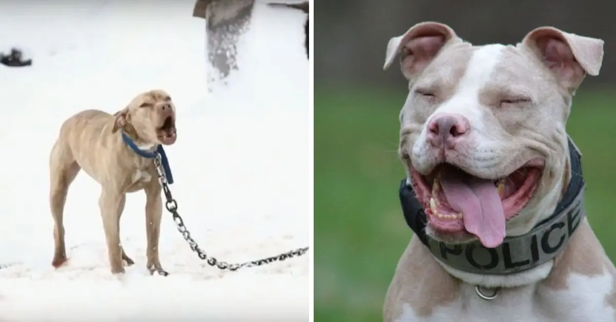 Police officer grants chained-up pit bull in snow a life-changing opportunity after hearing her cries for help