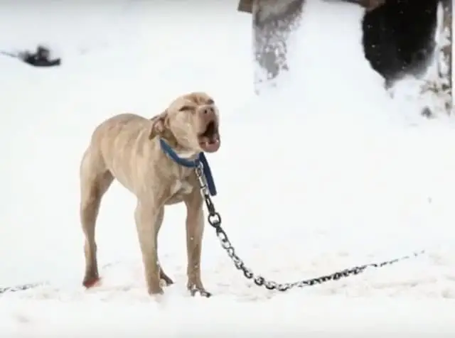 From frozen and frightened to New York's first Pit Bull K9 officer