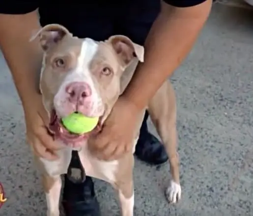 Breaking the cycle: Saving lives and homes, one pit bull at a time