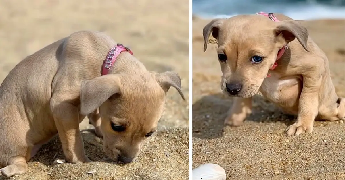 Puppy abandoned in the streets due to flipper feet, unsellable and left to suffer