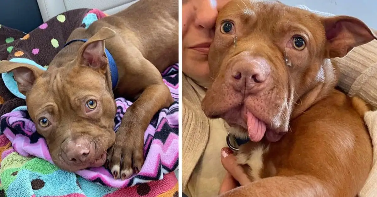 Puppy with teeth pulled by ex-owner now thriving in foster care