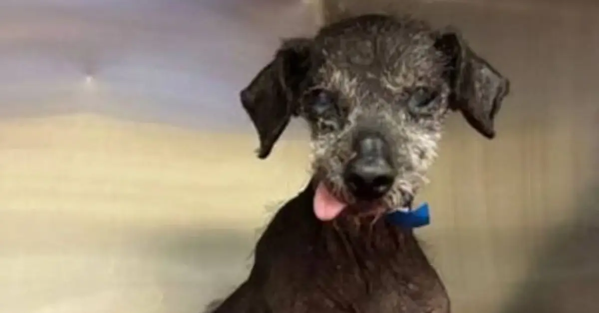 Rescue Needed: 14-Year-Old Mexican Hairless Pup in California Shelter