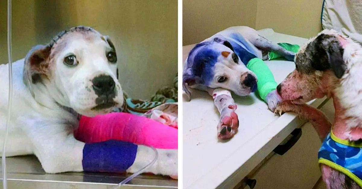 Rescue dog comforts injured friend who’s been through hardships like him