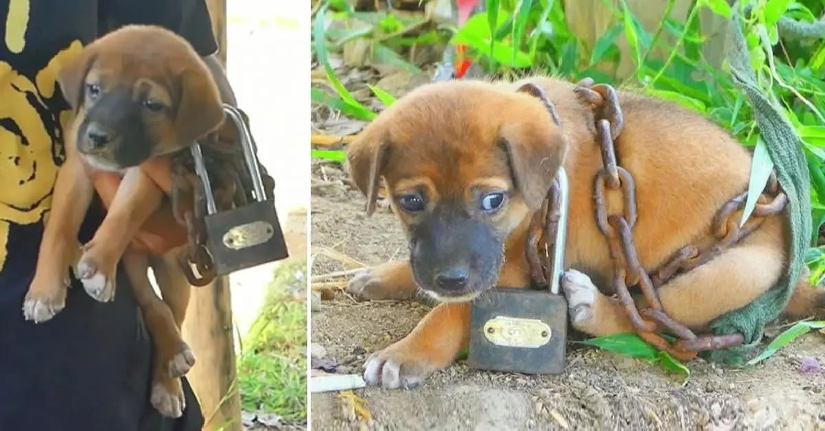 Rescue the poor dog, which was chained and abandoned in the desert, promptly