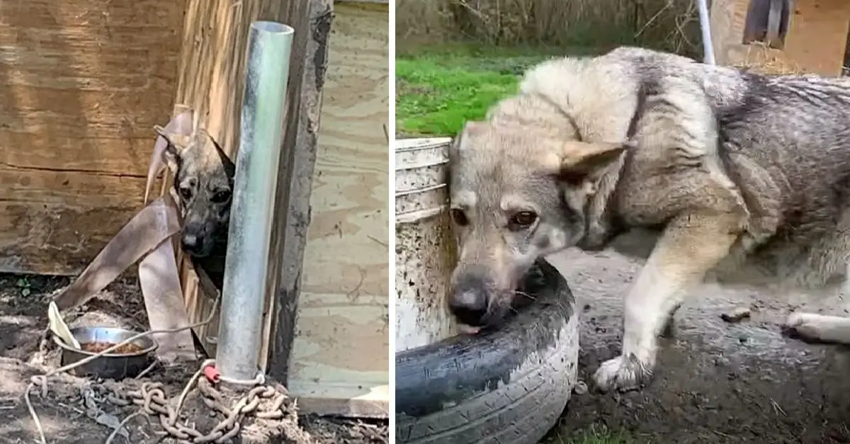 Rescued Chained Dog Adopted She Grew Up Shy and Depressed