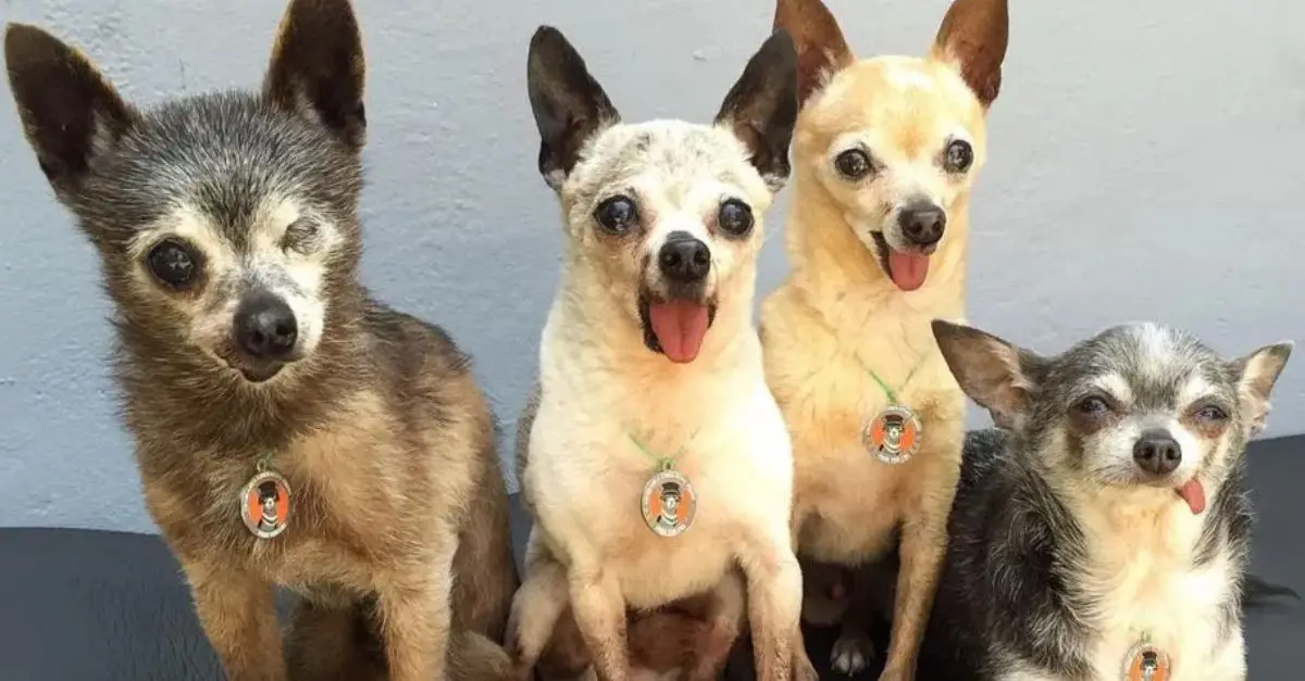 After being placed on a kill list due to a lack of interest, the four elderly, toothless Chihuahuas were finally adopted together