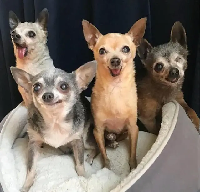 Embracing the unexpected: Julie Docherty's journey with senior Chihuahuas