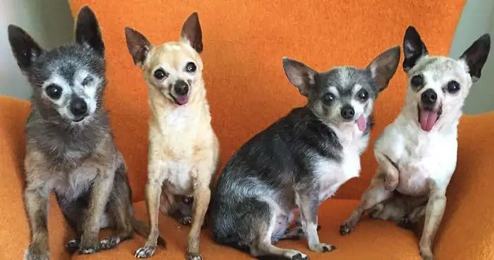 From one to four: Building a senior dog club